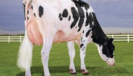 Top butterfat and efficiency from leading proven Holstein sire